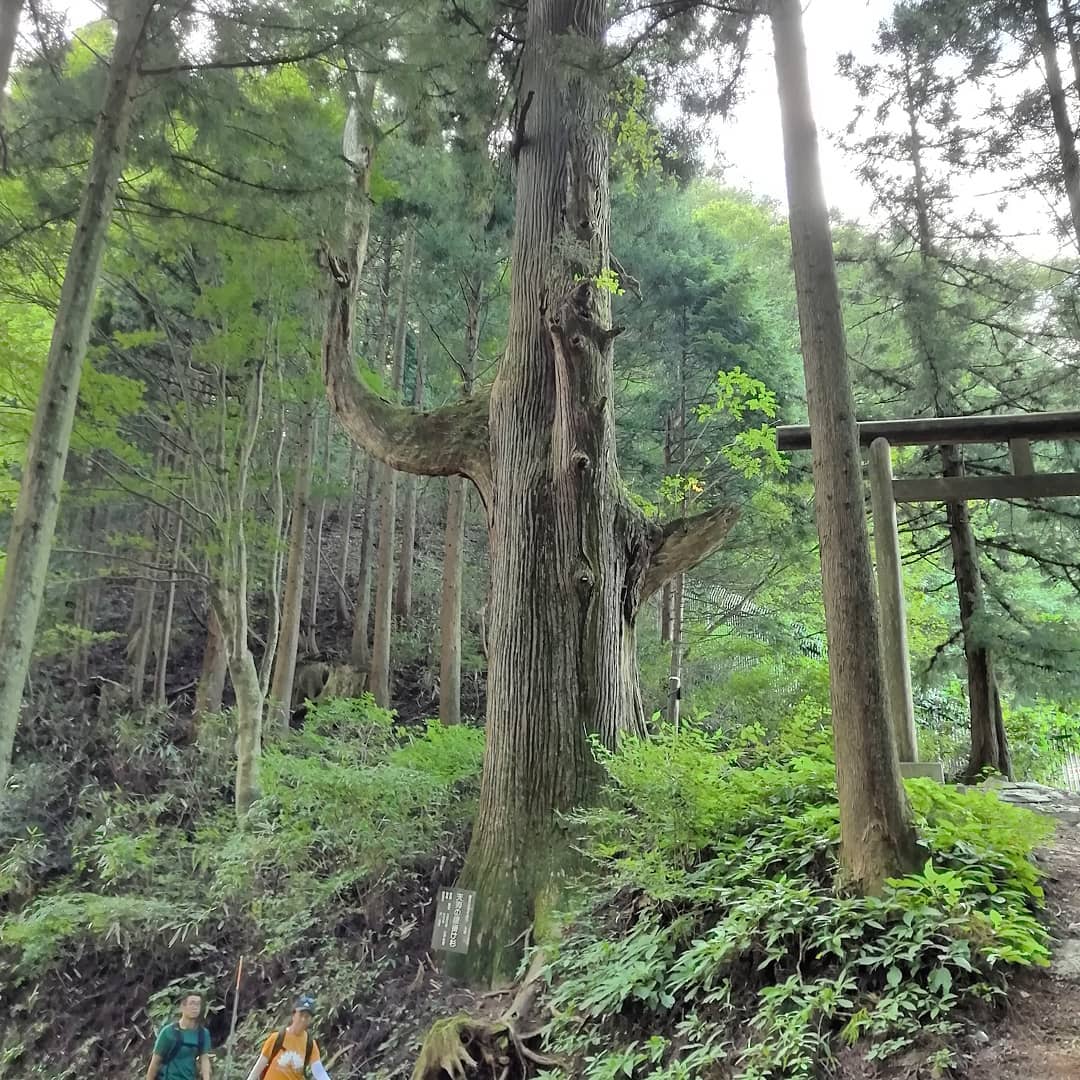Durante un paseo por el monte Mitake, me encontré con un árbol muy grande que es considerado como un power spot